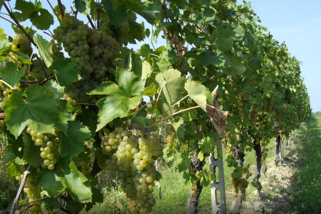 Cascina Tabachera X10 Country House Sirmione Garda Lake Pozzolengo Exteriör bild